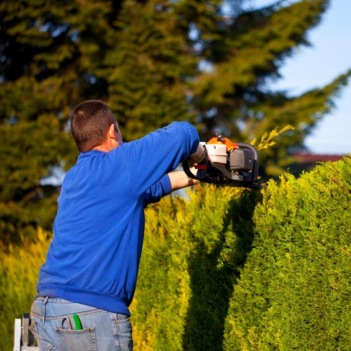 Wer seine Hecke jetzt schneidet, riskiert ein sattes Bußgeld