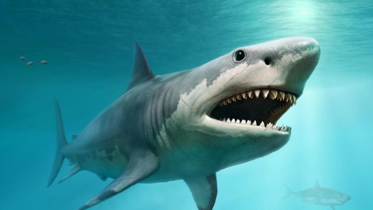 Ist der Megalodon zur&uuml;ck in unseren Ozeanen? (Foto)