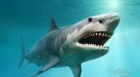 Ist der Megalodon zurück in unseren Ozeanen?