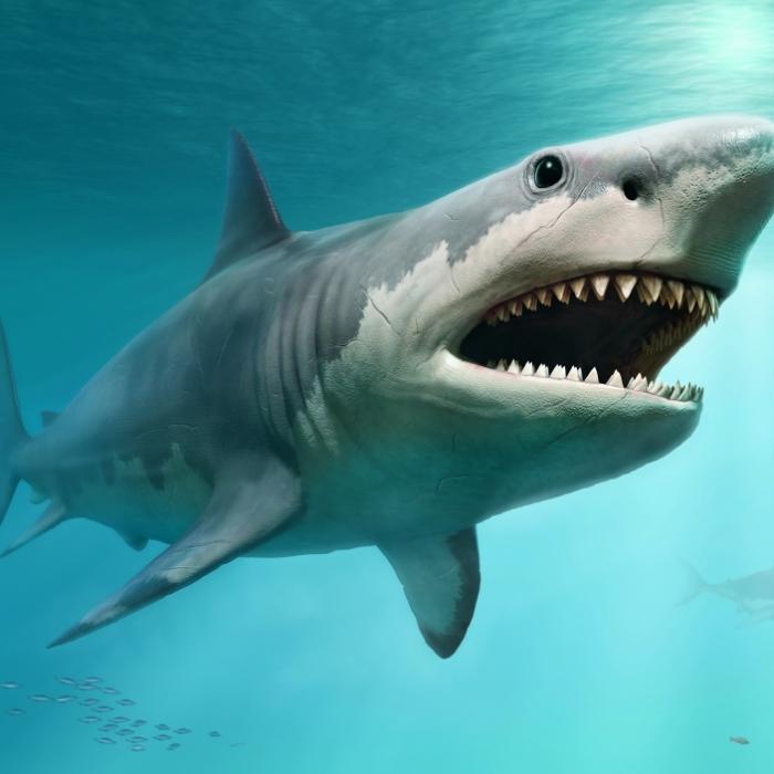 Ist DAS der Beweis? Monster-Hai angeblich zurück in unseren Meeren