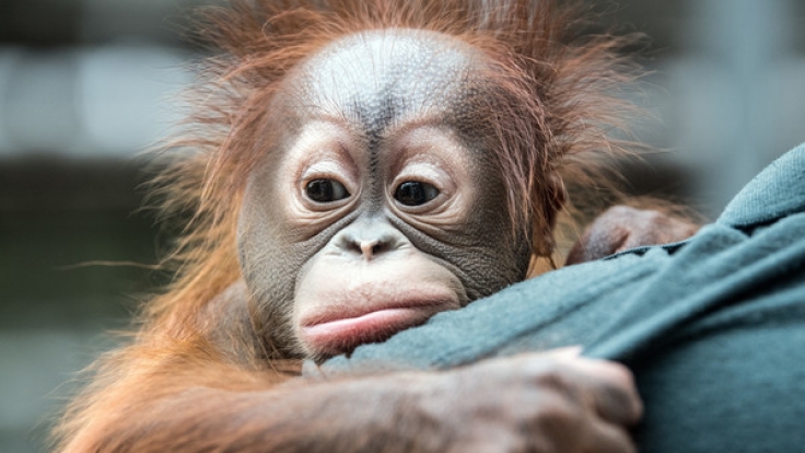 Orang Utans werden in Indonesien oft als Sexsklaven missbraucht.