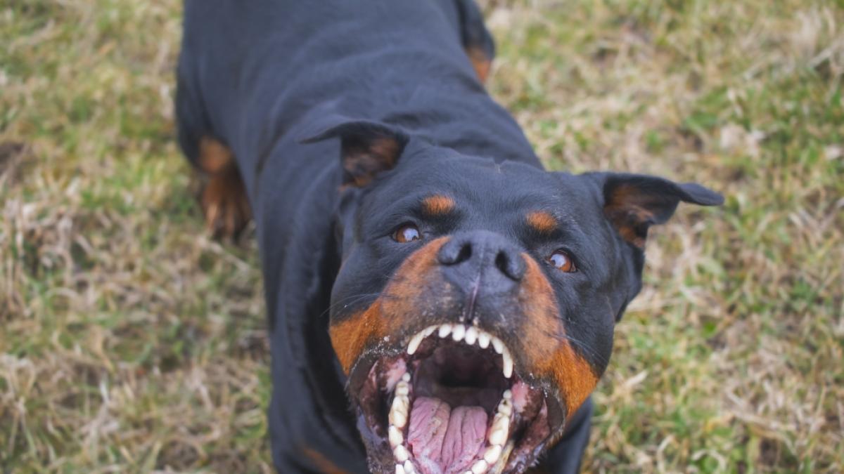 Bei einer blutigen Attacke haben Rottweiler einem Rentner Beine, Arme und Finger abgerissen. (Foto)