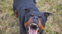 Bei einer blutigen Attacke haben Rottweiler einem Rentner Beine, Arme und Finger abgerissen.