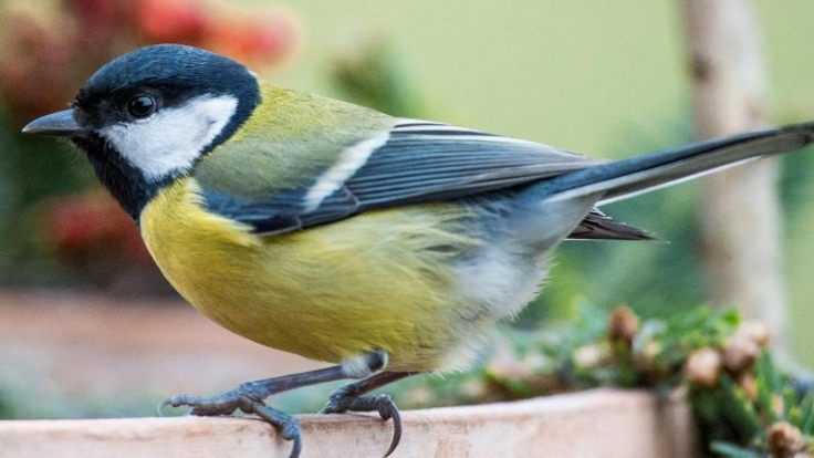 Vogel Zahlen Zur Stunde Der Wintervogel 2018 So Funktioniert Die