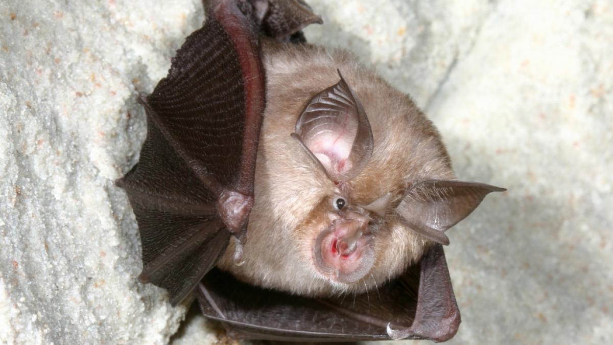 In Kleinen Hufeisennasen entdeckte Khosta-2-Viren treiben Forschern die Sorgenfalten auf die Stirn. (Foto)