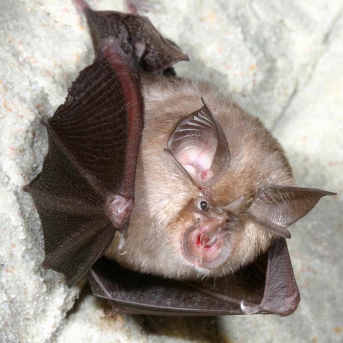 Resistent gegen Corona-Impfstoffe! Neues Fledermaus-Virus besorgt Forscher