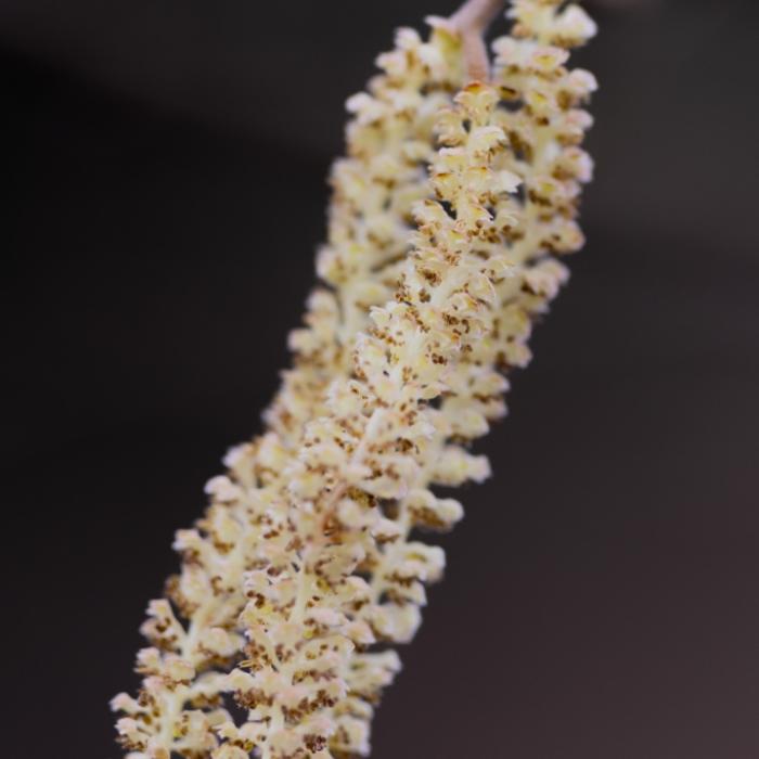 Pollen.