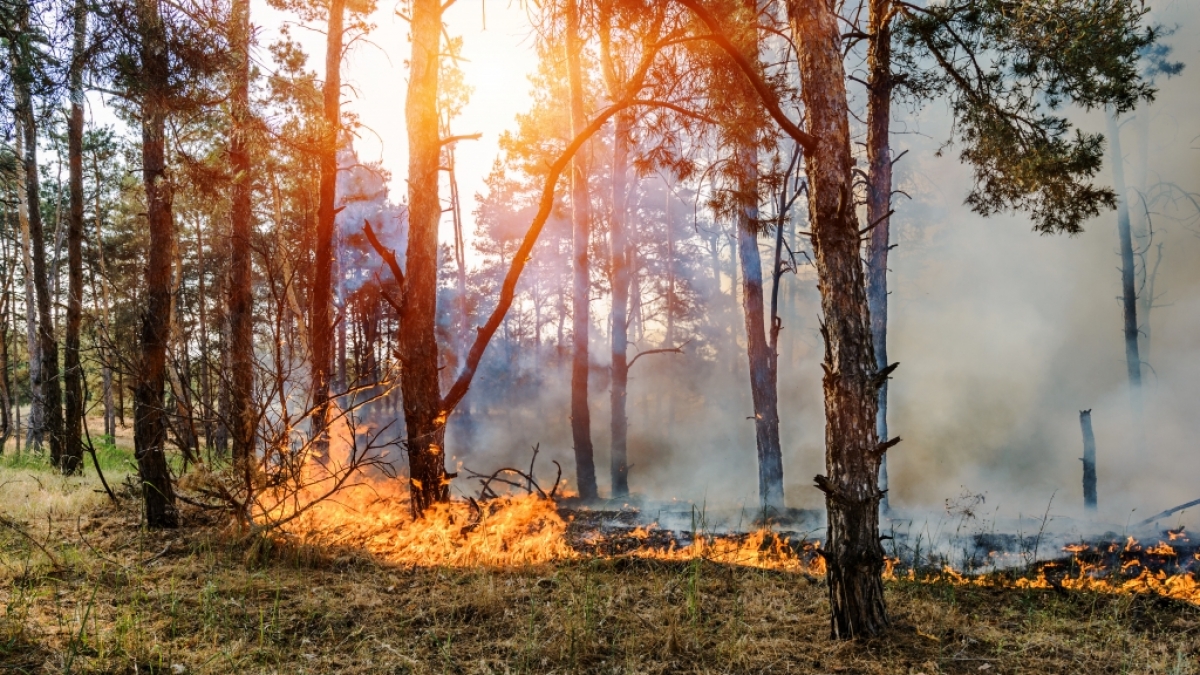 Die Waldbrandgefahr in Deutschland steigt! (Foto)