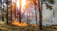 Die Waldbrandgefahr in Deutschland steigt!