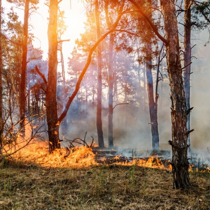 100 Hektar stehen in Flammen! Waldbrand in Lieberoser Heide wütet weiter
