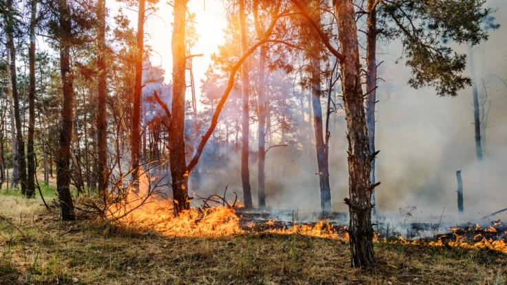 Waldbrandgefahr In Deutschland 19 100 Hektar Stehen In Flammen Waldbrand In Lieberoser Heide Wutet Weiter News De