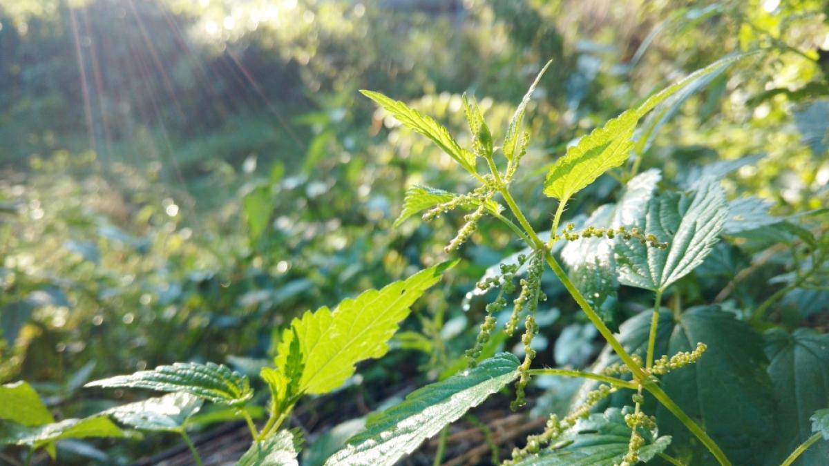 Essbare Wildpflanzen wachsen nahezu &uuml;berall. (Foto)