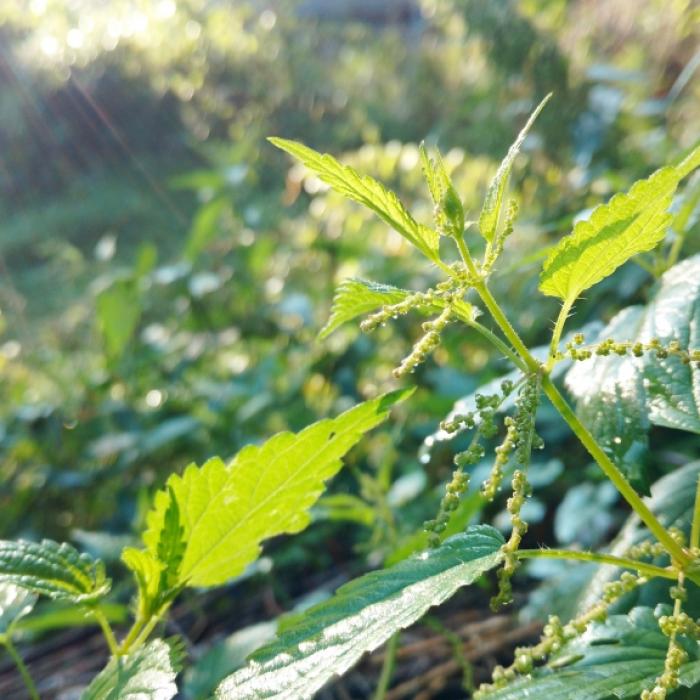 7 essbare Wildpflanzen, die Sie im Herbst sammeln können