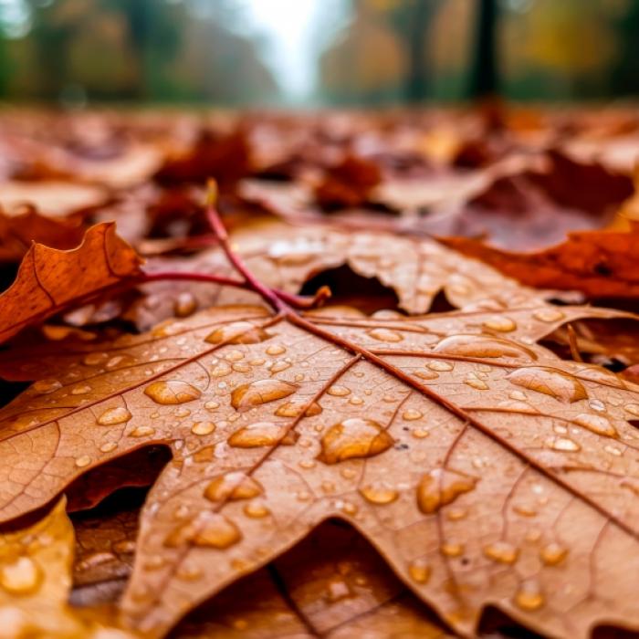 Erst Schnee, dann 20 Grad - der Herbst dreht durch