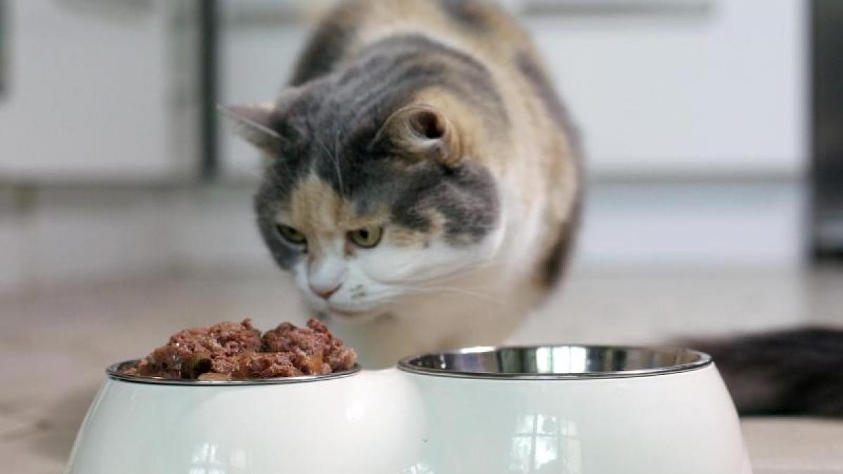 Nicht immer sin Premium-Marken die beste Wahl - in Sachen Katzenfutter hat das Stiftung Warentest best&auml;tigt. (Foto)