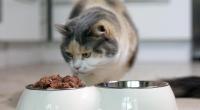 Nicht immer sin Premium-Marken die beste Wahl - in Sachen Katzenfutter hat das Stiftung Warentest bestätigt.