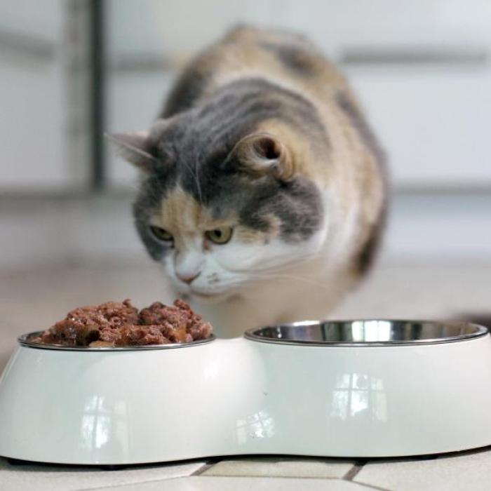 Unerwarteter Testsieger! DIESES Katzenfutter hängt teure Marken ab