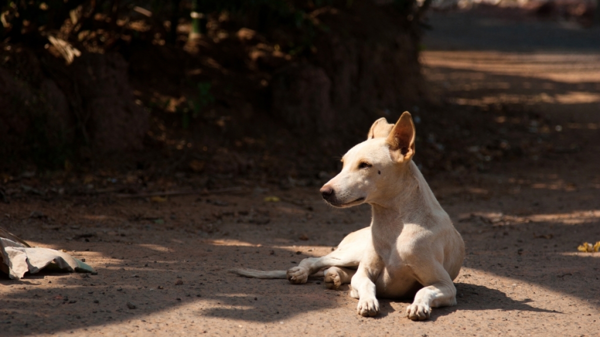 Zwei M&auml;nner haben in Indien einen Hund offenbar zu Tode gequ&auml;lt. (Foto)
