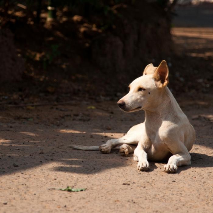 Männer vergewaltigen Hund und schleifen ihn zu Tode