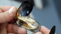Eine Lebensmittelvergiftung nach dem Konsum von Muscheln, beispielsweise von Miesmuscheln und Austern ist besonders gefährlich.