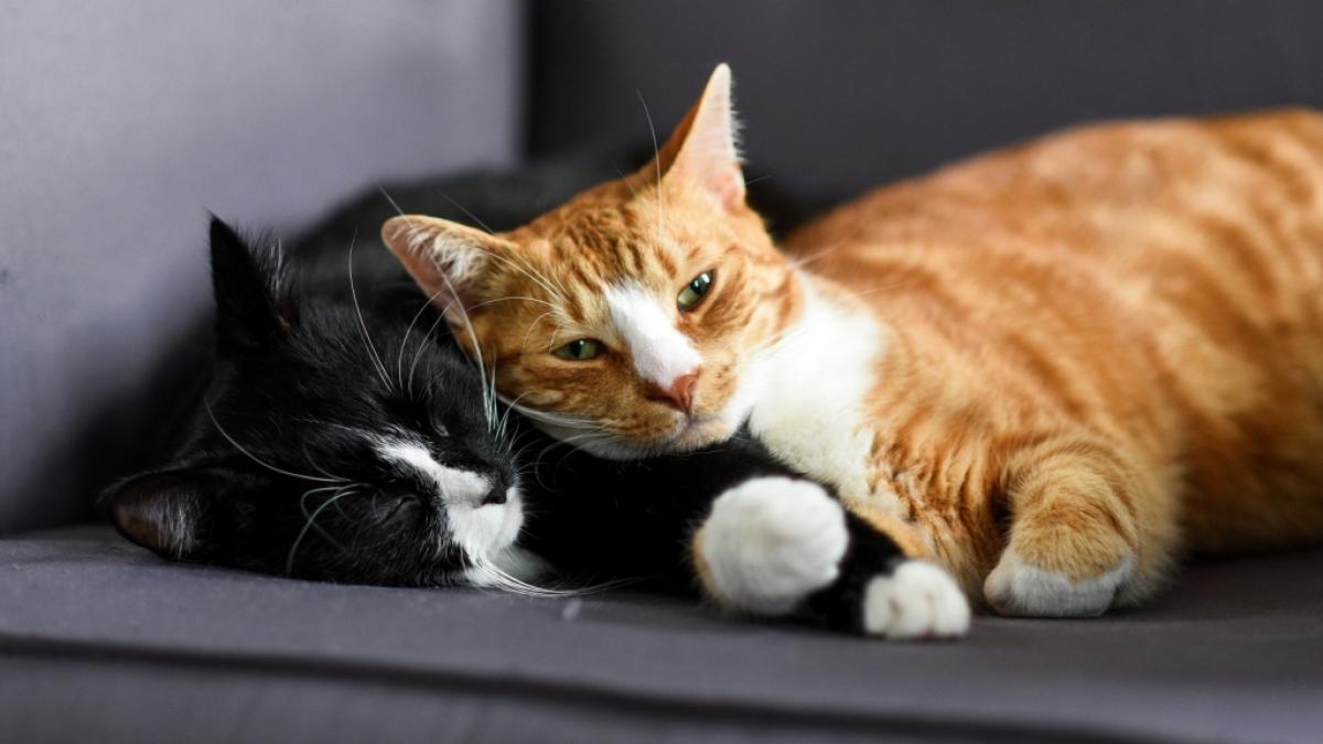 Die Katze ist das beliebteste Haustier der Deutschen. (Foto)