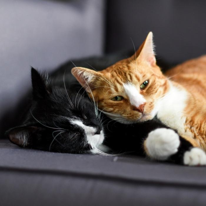 Katzen auf dem Teller: Vietnams Esskultur im Wandel