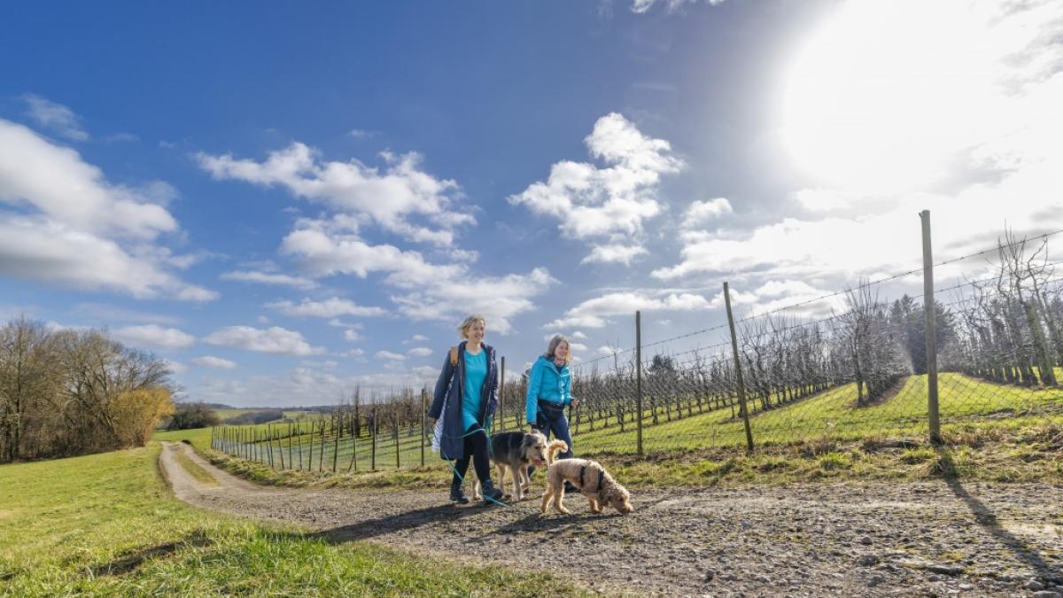 Besonders, wenn die Sonne lacht, sollten Sie das gute Wetter f&uuml;r einen Spaziergang nutzen. (Foto)