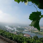 Zahlreiche Weinhänge gibt es am Ufer der Mosel zu betrachten.