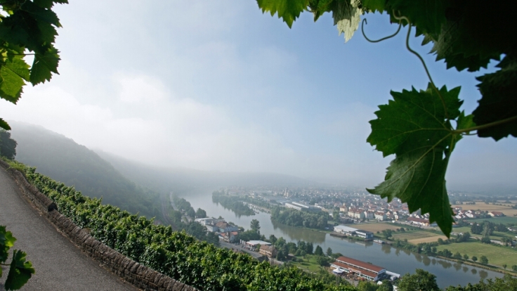 Zahlreiche Weinhänge gibt es am Ufer der Mosel zu betrachten.