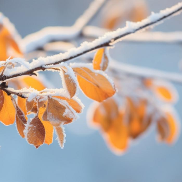Wintereinbruch prophezeit! Droht Deutschland nächste Woche der erste Schnee?