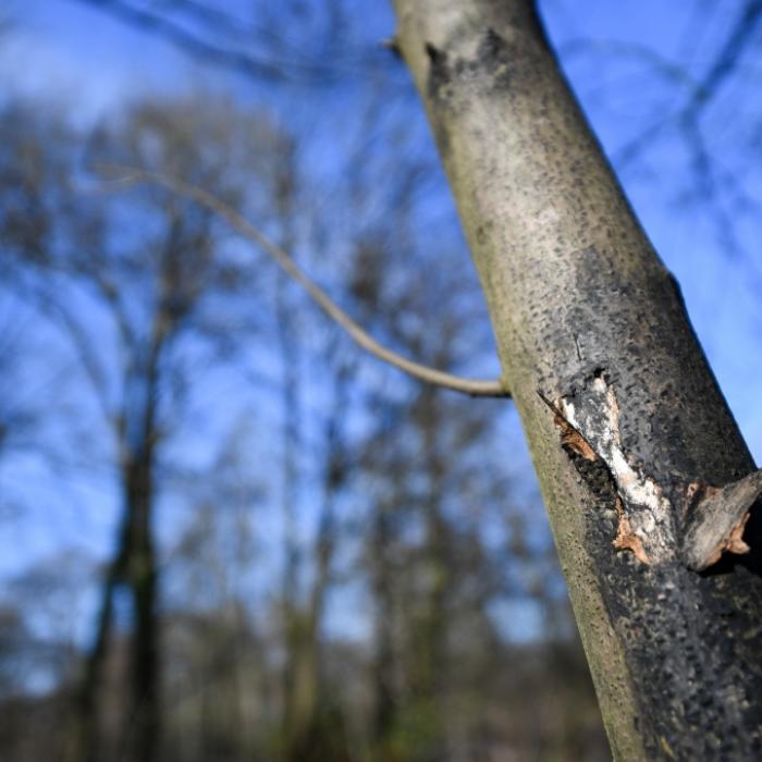 Wie gefährlich ist die Ruß-Rinden-Seuche für den Menschen?
