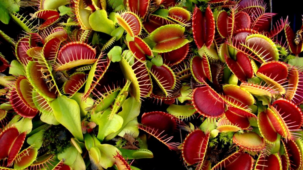 Fleischfressende Pflanzen sind wundersch&ouml;n anzusehen, doch f&uuml;r Insekten sind sie der blanke Horror. (Foto)