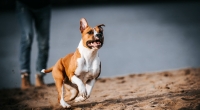 In einer englischen Stadt wurden eine Mutter und ihre Kinder von mehreren Hunden angegriffen. (Symbolfoto)