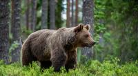 In Oberbayern war am Wochenende ein Braunbär unterwegs. (Symbolfoto)