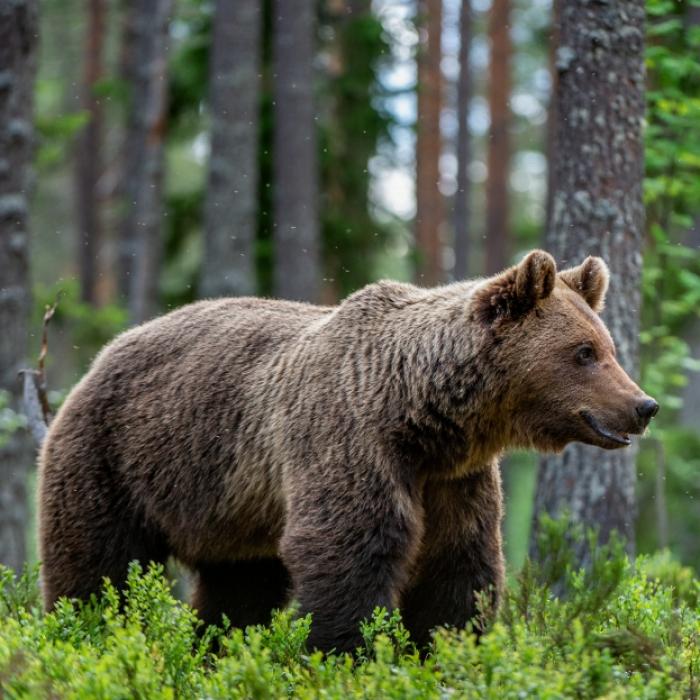 Braunbär reißt Schafe, erneut Spuren im Schnee! Gefahr für die Bevölkerung?