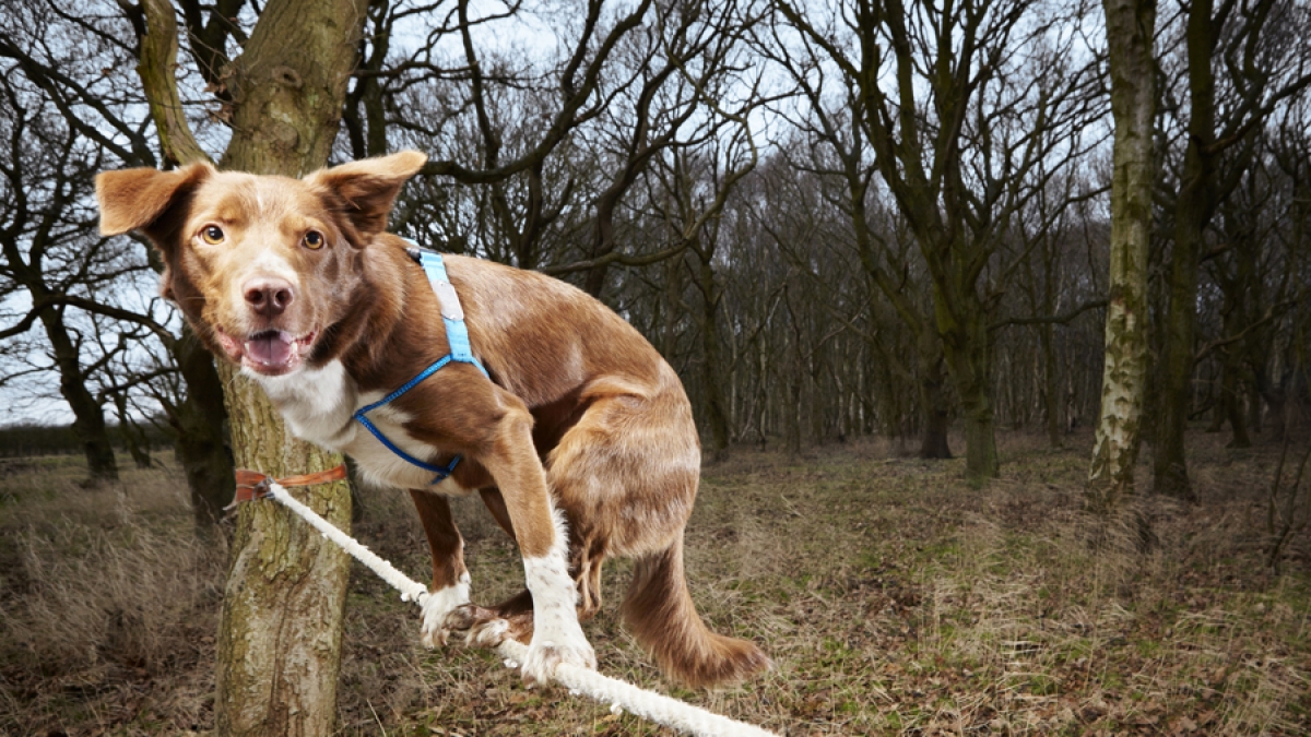 Hund Ozzy schaffte es am schnellsten, die Leine auf allen vier Pfoten zu überqueren. (Foto)