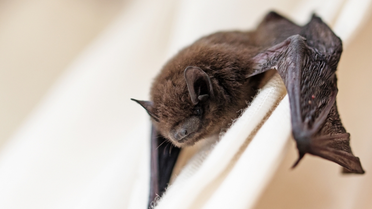 Forscher haben in Flederm&auml;usen Coronavirus-&auml;hnliche Viren entdeckt. (Foto)