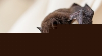 Forscher haben in Fledermäusen Coronavirus-ähnliche Viren entdeckt.