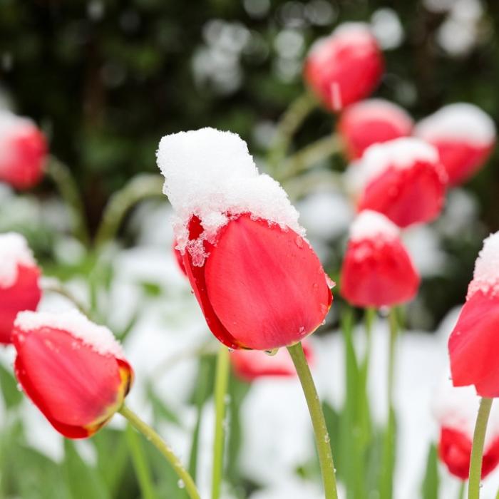 Sturmtief schleudert Winter nach Deutschland - Hier drohen bis zu 50 Zentimeter Schnee
