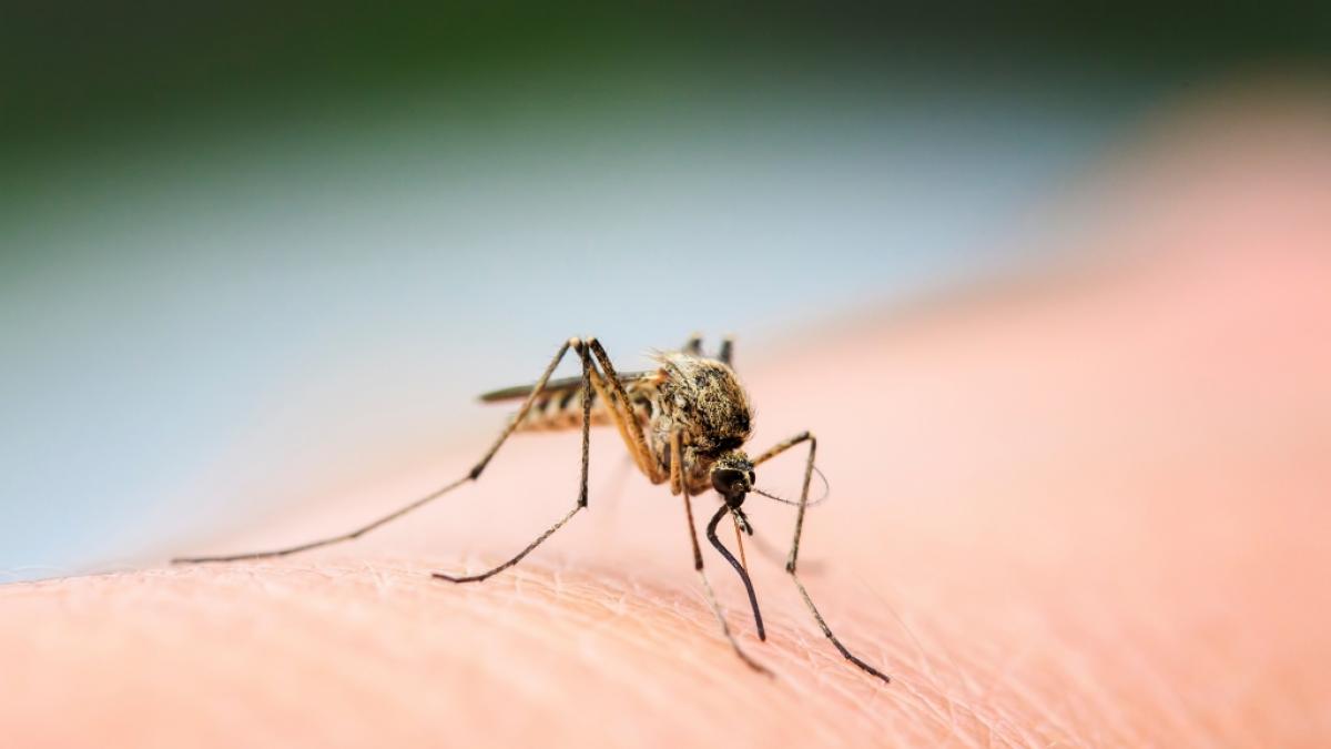 M&uuml;cken k&ouml;nnen das West-Nil-Virus &uuml;bertragen. (Symbolfoto) (Foto)
