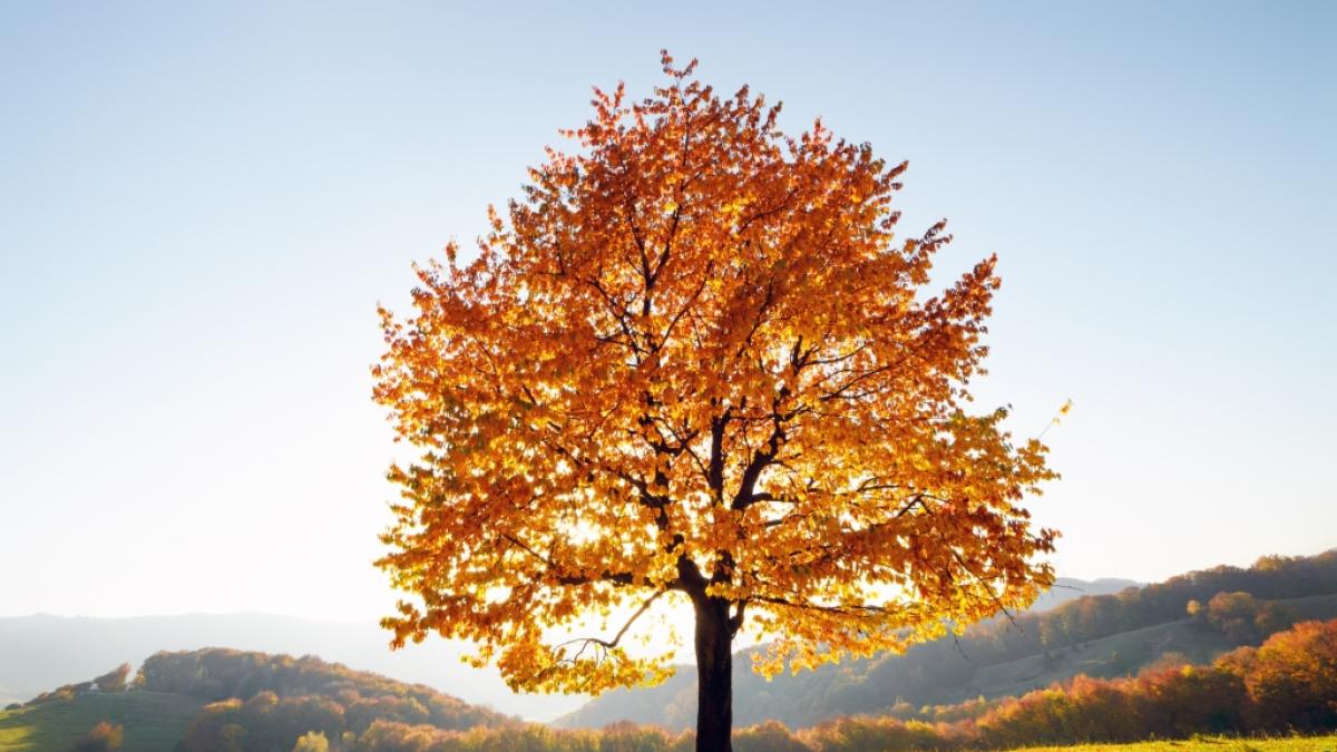 K&ouml;nnen wir uns auf einen goldenen Oktober freuen? (Foto)