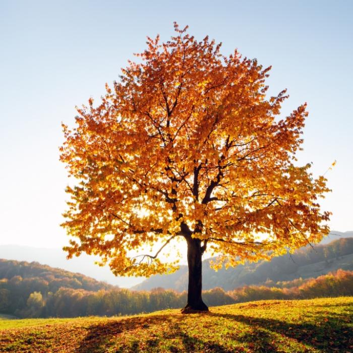 Können wir uns auf einen goldenen Oktober freuen?