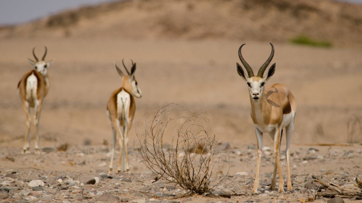 Die wilden Fl&uuml;sse Afrikas bei 3sat (Foto)