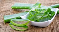 Aloe vera gehört zu den bekanntesten Heilpflanzen.