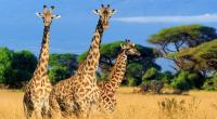 Eine Giraffe hat ein Baby trampelte ein Baby tot.