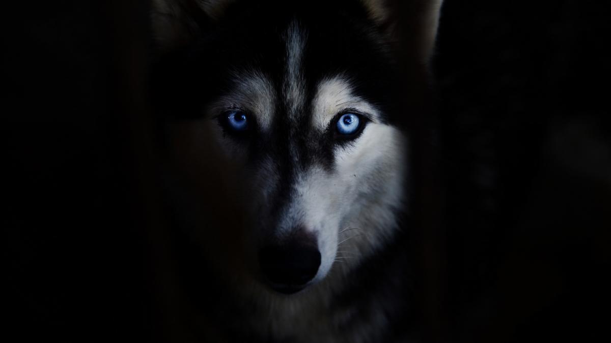 Ein Husky hat eine Frau fast zu Tode zerfleischt. (Foto)