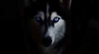 Ein Husky hat eine Frau fast zu Tode zerfleischt.