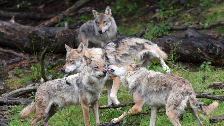 Schon Romulus und Remus sollen von einer Wölfin aufgezogen worden sein, bevor sie Rom gründeten.