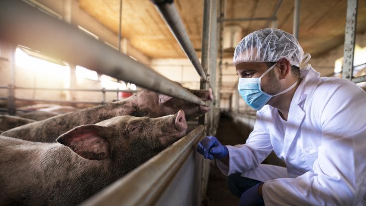 Wissenschaftler entdeckten ein Schweine-Coronavirus.