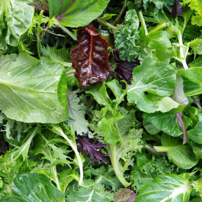Warnung vor E.-coli-Bakterien - Edeka ruft diesen Salatmix zurück